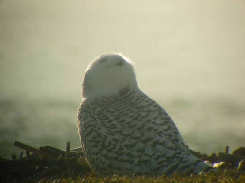 A snowy owl sitting on the ground by the water. The owl is looking up at the sky.