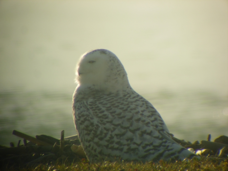 A snowy owl sitting on the ground by the water. It is looking off to the side and is in profile.