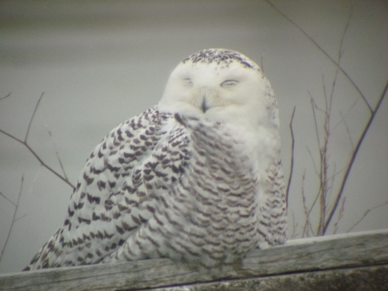 A snowy owl sitting on a log in front of the water. Its eyes are closed.