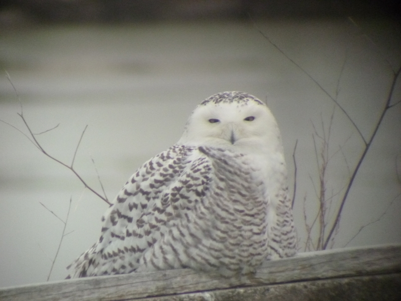 A snowy owl looking toward the camera, sitting on a log in front of the water.