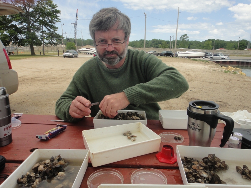 A person works at a picnic table with small plastic trays with small mussels in them