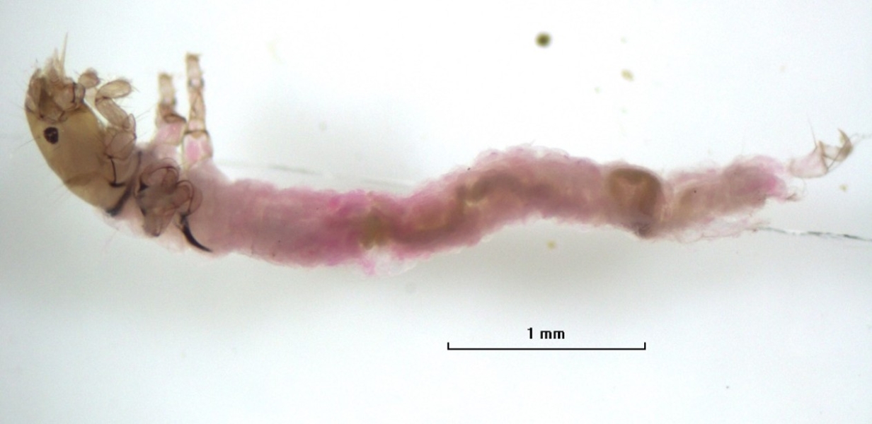 photomicrograph of a caddisfly larva with short legs and a long body that isn't very well preserved, maybe because it was soft.
