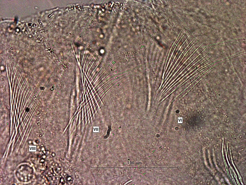 photomicrograph of part of an oligochaete worm with segments VI through VIII labeled.The chaetae bundles have a mixture of a few very long hairs with many short needles. The needles simple-pointed, and are easier to see than the hairs in this picture