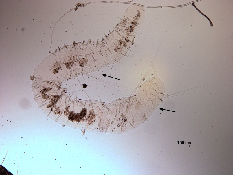 photomicrograph of the whole body of a naidid oligochaete worm with a couple extremely long hairs and a proboscis. There is a zooid growing at the end of the first worm which can be seen because there is a second set of very long hairs about halfway through the worm. Arrows point to the long hairs in two places.