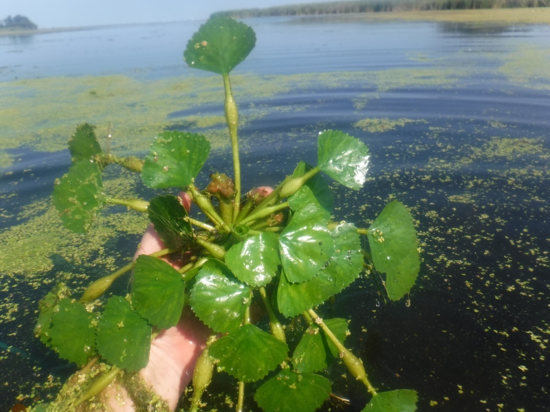 A hand holding up a water weed with radially emerging stalks with a single fan-shaped leaf on the end of each.