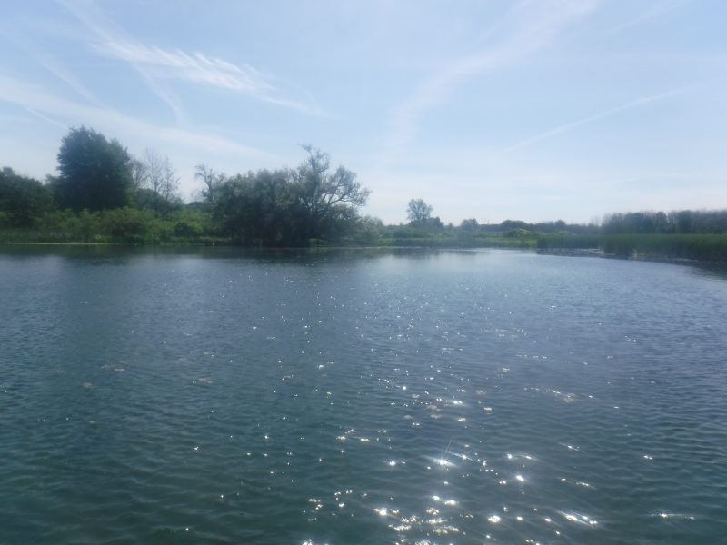 The sun glints off the water of a body of water. There are emergent wetland plants along the margins and trees in the distance. The sky is clear with a few wispy clouds.