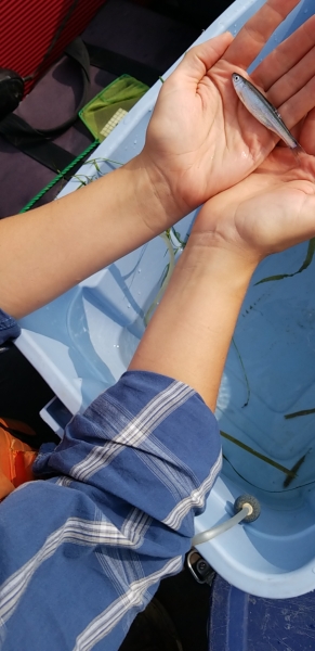 Two hands holding a small silver fish.