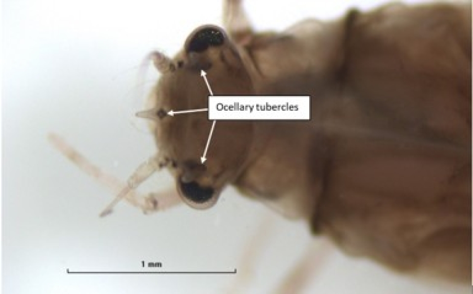 photomicrograph of the head of a mayfly nymph showing three small spikes labeled ocellary tubercules, one by each eye and one at the anterior margin of the head projecting forward between the antennae