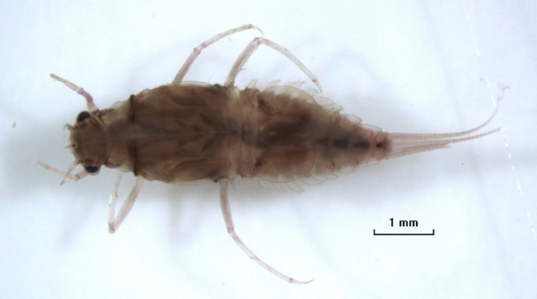 photomicrograph of a mayfly nymph with a broad thorax, a short triangular shaped abdomen with operculate gill covers and three projections from the end of the abdomen
