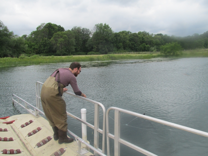 A graduate student wearing chest waders standing at the edge of a canoe launch, pulling a square net through the water towards him