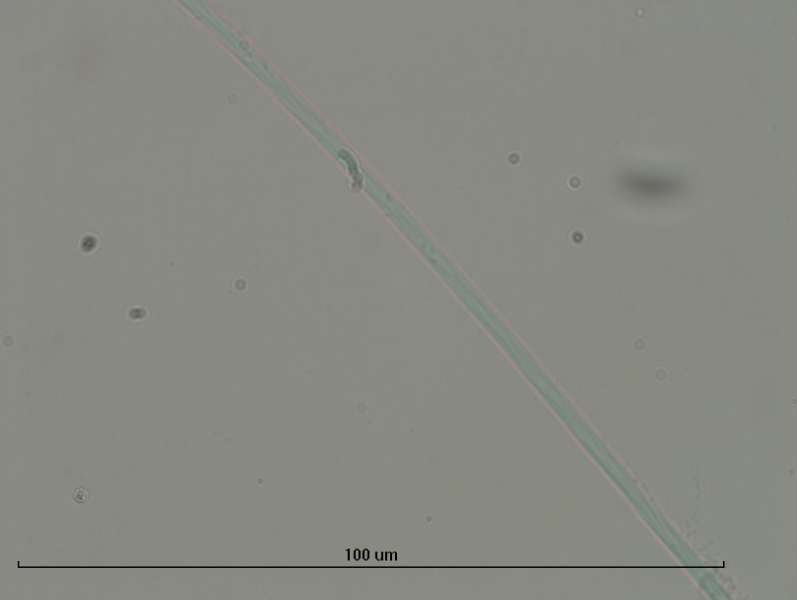 photomicrograph of the hair of an oligochaete worm that has some serrations or small hairs coming off of it, scale bar is 100 um which is almost the width of the picture