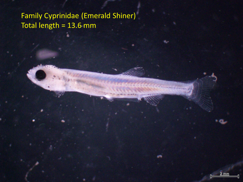 Labeled microscope image of a larval fish. "Family Cyprinidae (Emerald Shiner), Total length = 13.6mm." The scale bar is 2mm.