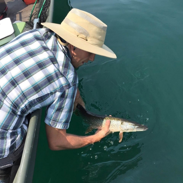 A person leans over the side of a boat to put a large fish back in the water