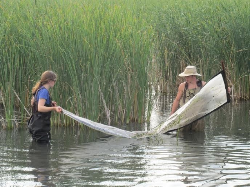 Two people wading in the water, pulling a net between them. There are large reeds behind them.