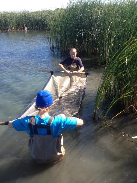 Two people wading in the water, holding a net between them above the water. There are large reeds behind them.