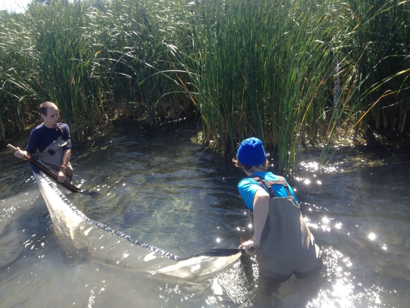 Two people wading in the water, pulling a net between them. There are large reeds behind them.