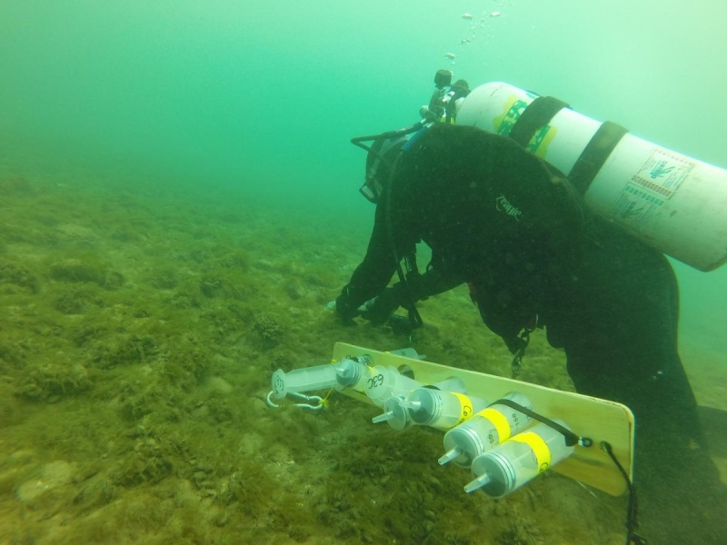 A diver works on the bottom of a lakebed covered in algae. There are several large syringes strapped together on a board next to them.