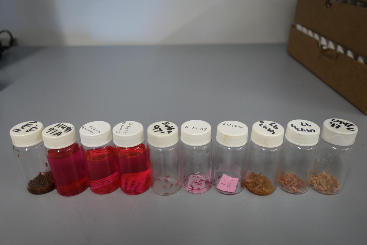 Ten vials lined up on a counter. The labels are from various sites in 1997. Three of the vials are filled with red preservative liquid, but the rest are almost entirely empty except for some organisms, and two have completely dried out organisms.