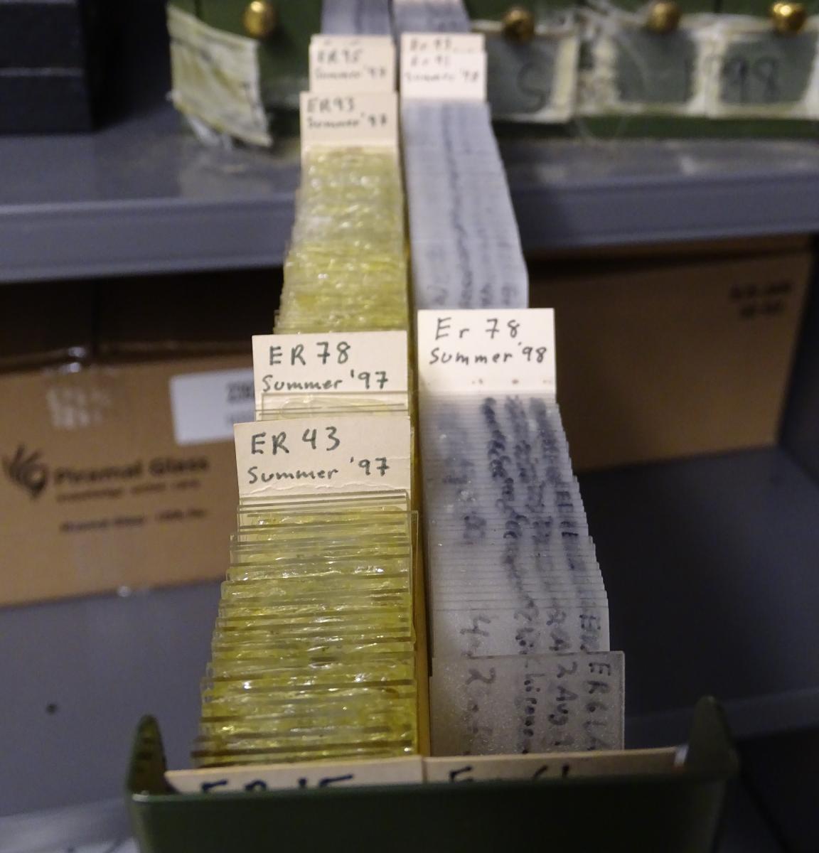 A long narrow drawer pulled out from a cabinet. The drawer contains two rows of microscope slides filed with index cards labeling the sample site and year, such as 