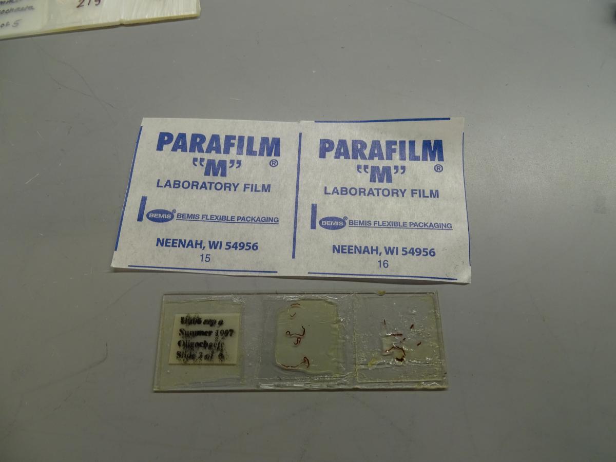 A microscope slide and a piece of parafilm on a table. The slide appears to be missing a cover slip, leaving worm-like organisms and mounting media exposed to air instead of covered by glass. The parafilm still has the label affixed, which reads 