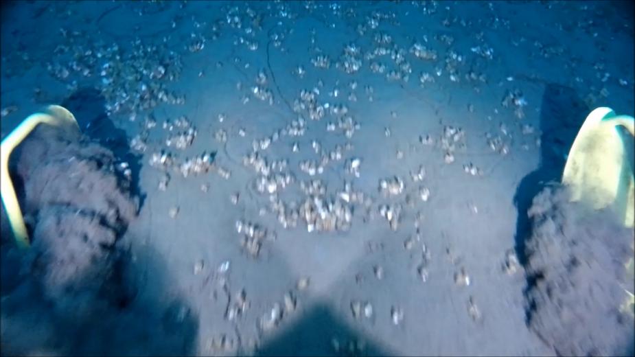 A still image from a video taken at the bottom of the lake. The tips of two sled feet are visible, as well as the lake bottom of mud with some dreissenid mussels. The sled feet are stirring up mud in plumes.