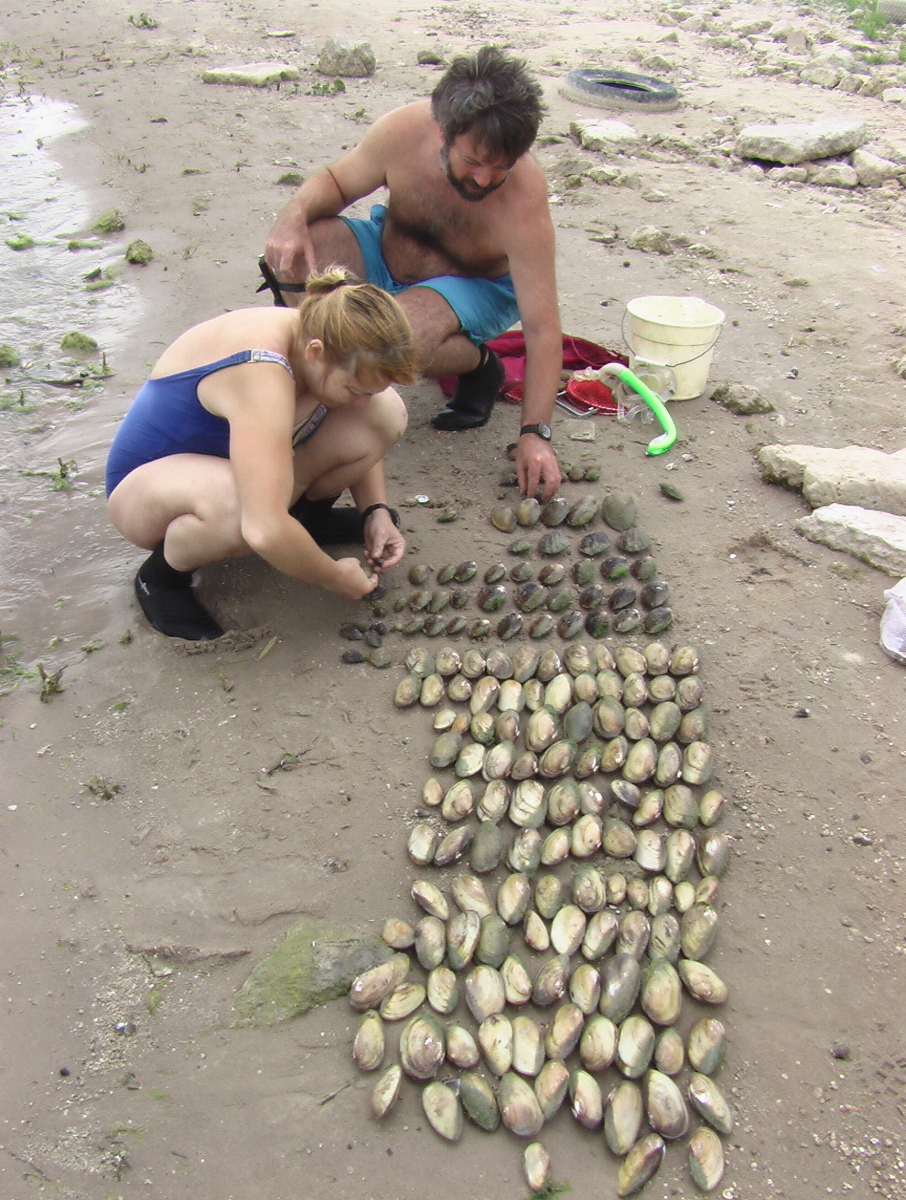 Two people in bathing suits crouch on the beach near a large number of mussels.