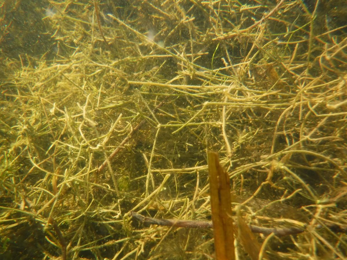 Stringy water weeds floating in a jumbled pattern in this underwater picture.