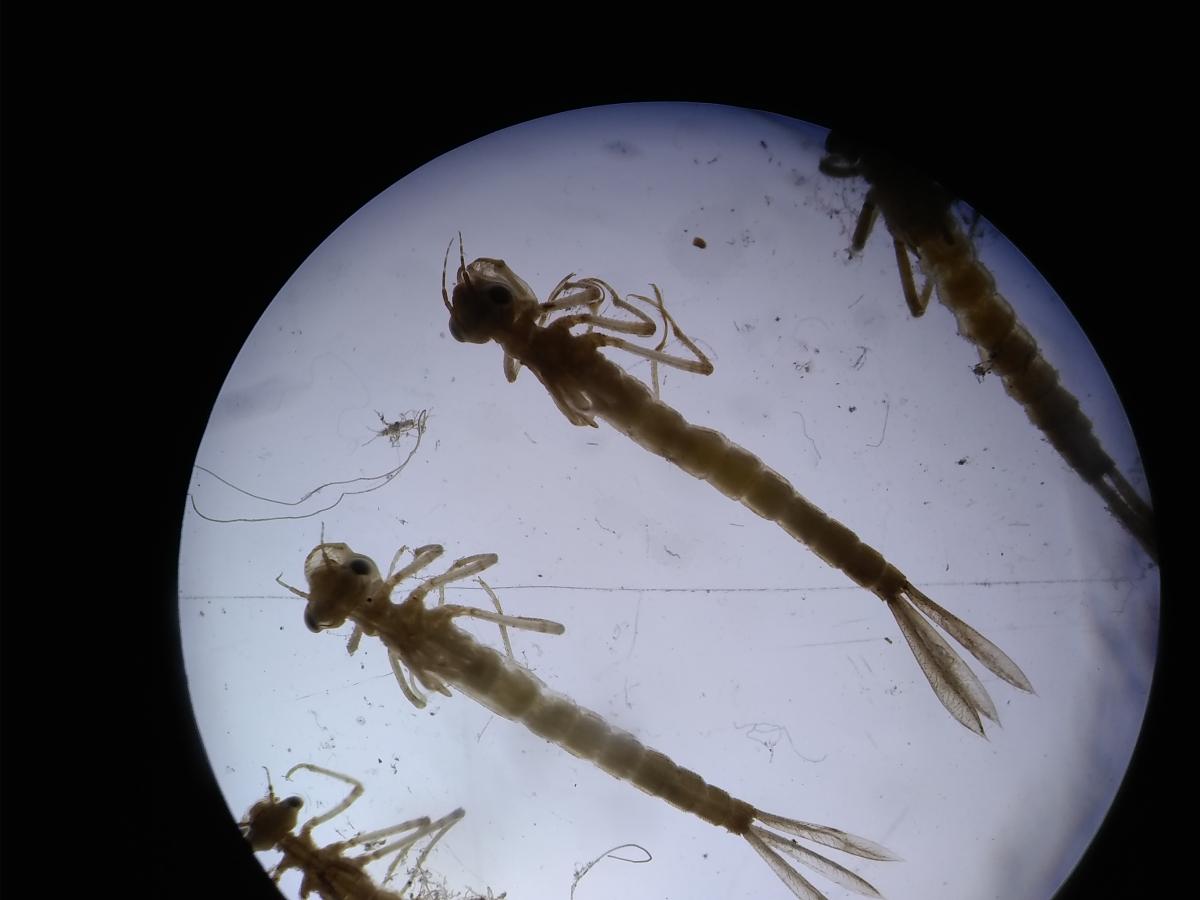 microscope photo of 4 insect larvae. They are long and thin with three sets of legs near the front and three leaf-shaped gills on their tails.