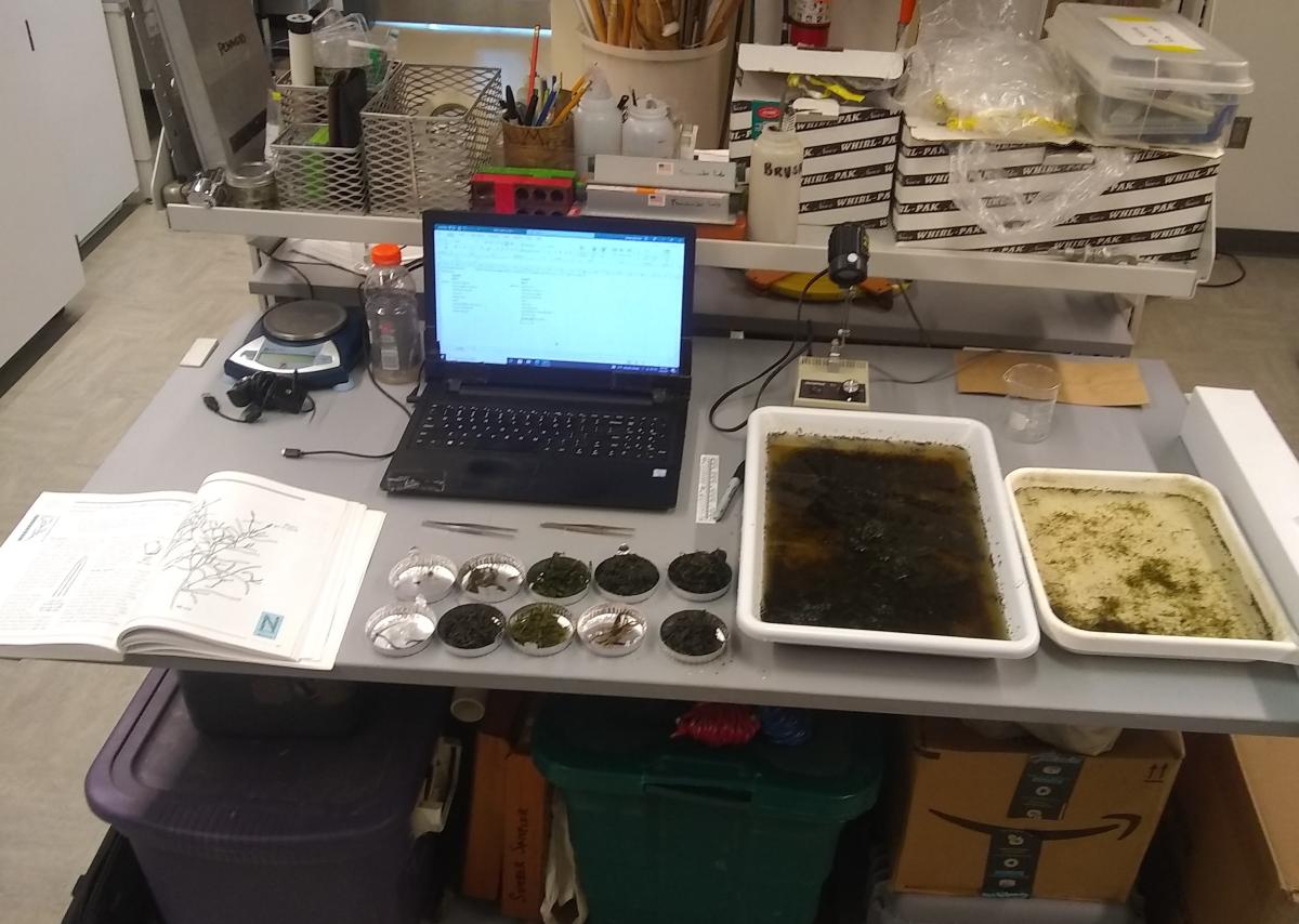 Samples being sorted on a table in a lab. There are two trays full of water and plants, 10 circular tins with separated plants (some full and others nearly empty), a laptop, and a key book.