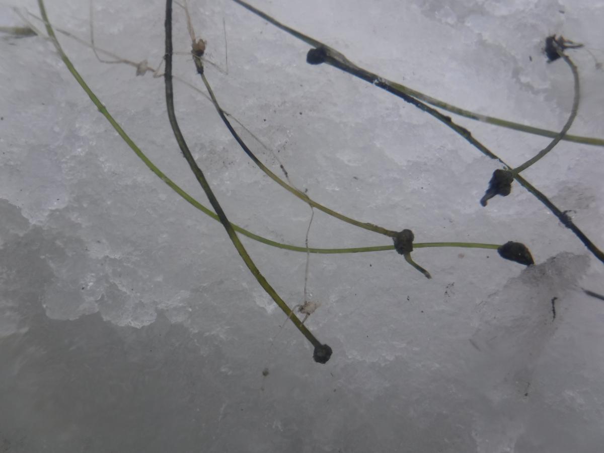 A stringy weed with bulbs rests on top of snow.