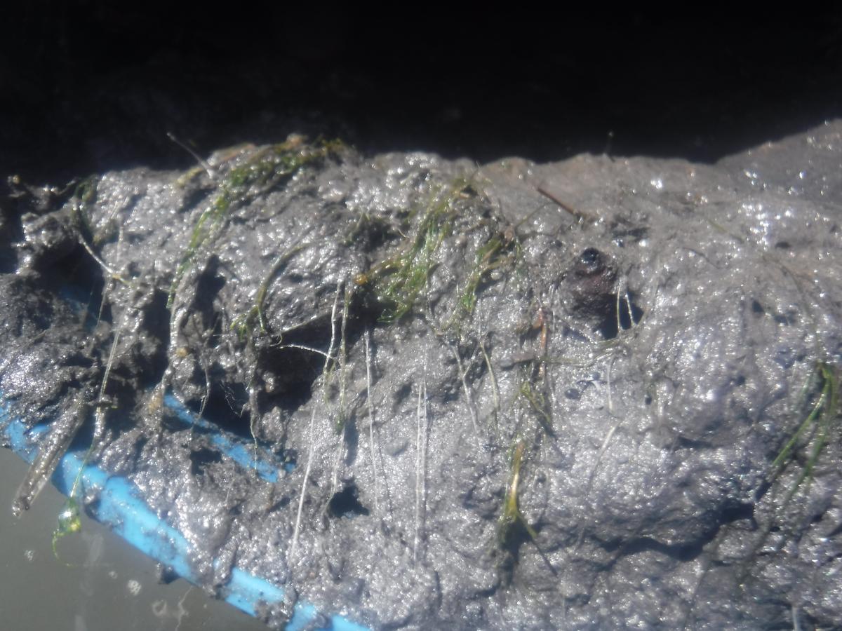 Stringy weeds strewn through muck on something plastic by the water.
