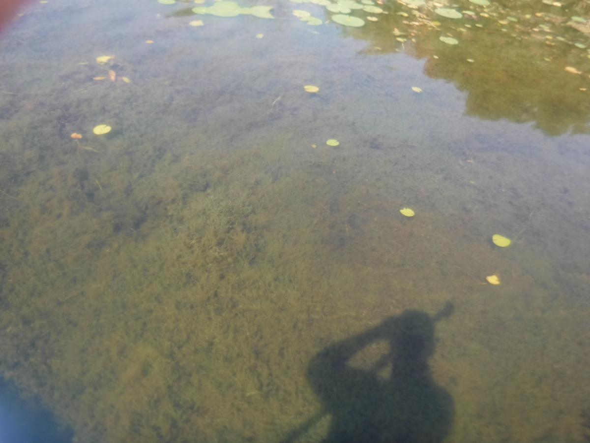 A dense mat of algae sits below the surface of the water, with some lily pads floating on the surface. There is a shadow of a person in the foreground.