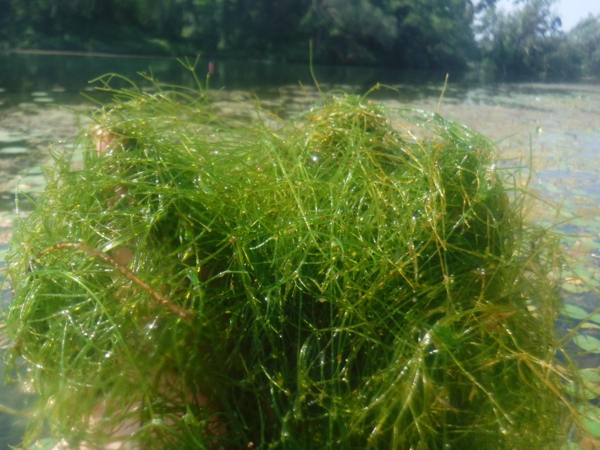 Someone holds up a densely packed handful of stringy algae water weeds. In the background is a creek or other small body of water.