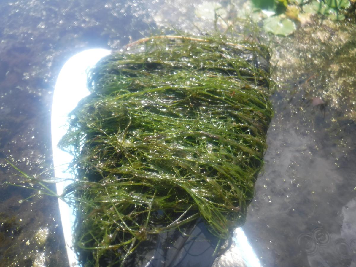 Stringy water weeds wrapped around a paddle held over a plastic surface near the water.