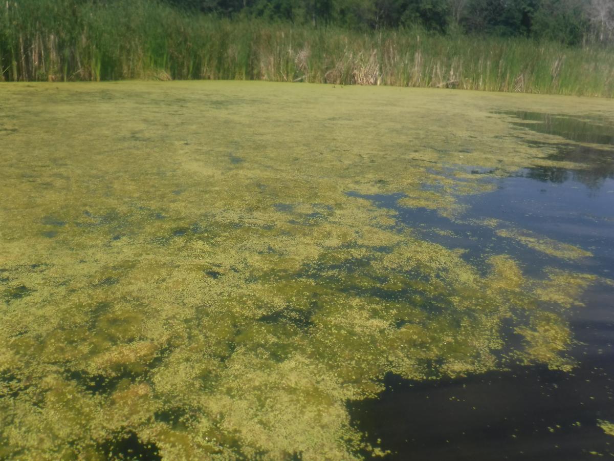 A part of a body of water that is almost completely covered by algae and duckweed. There are emergent wetland plants on the water margin.