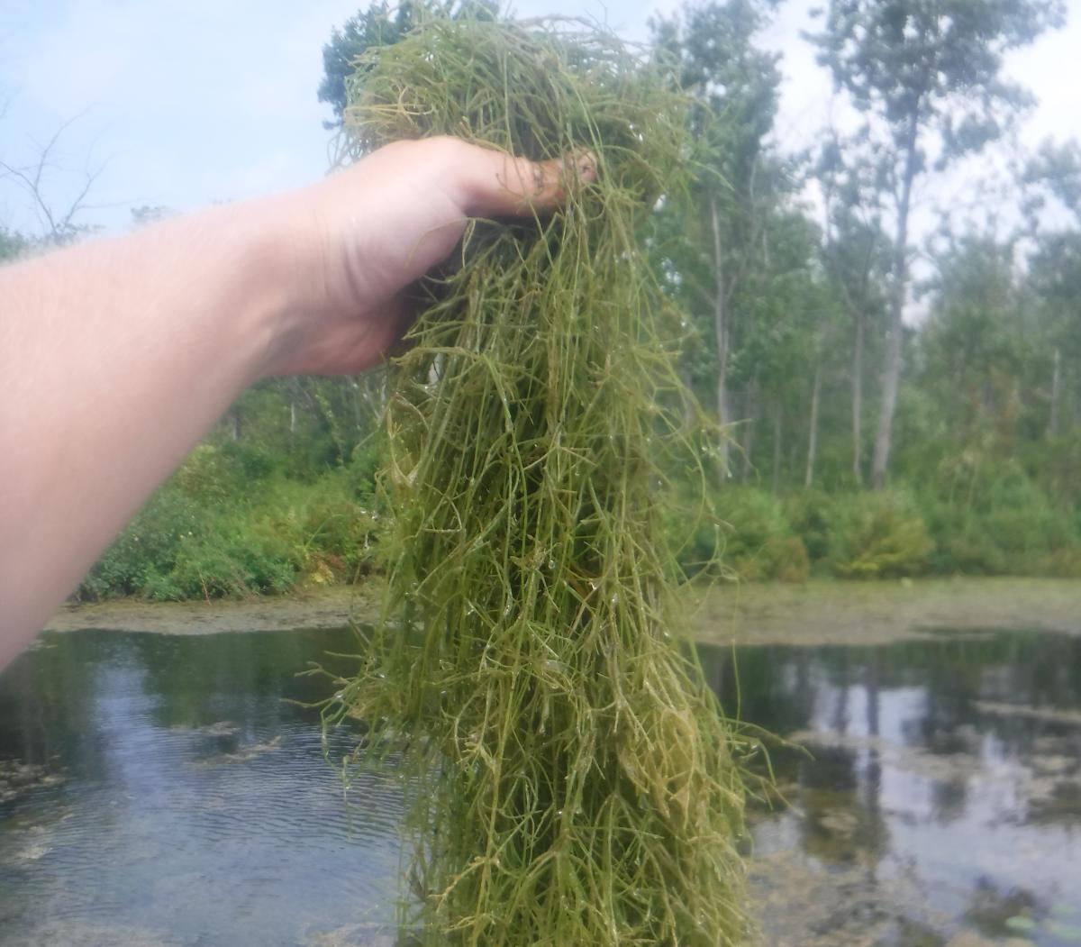 A hand holding up a dense clump of stringy water weeds. In the background is the edge of a body of water.
