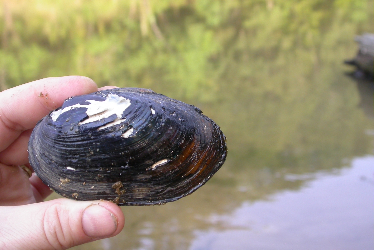 A hand holding a large mussel