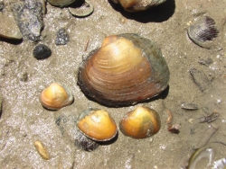 One large and three small round golden mussels sit on the mud.