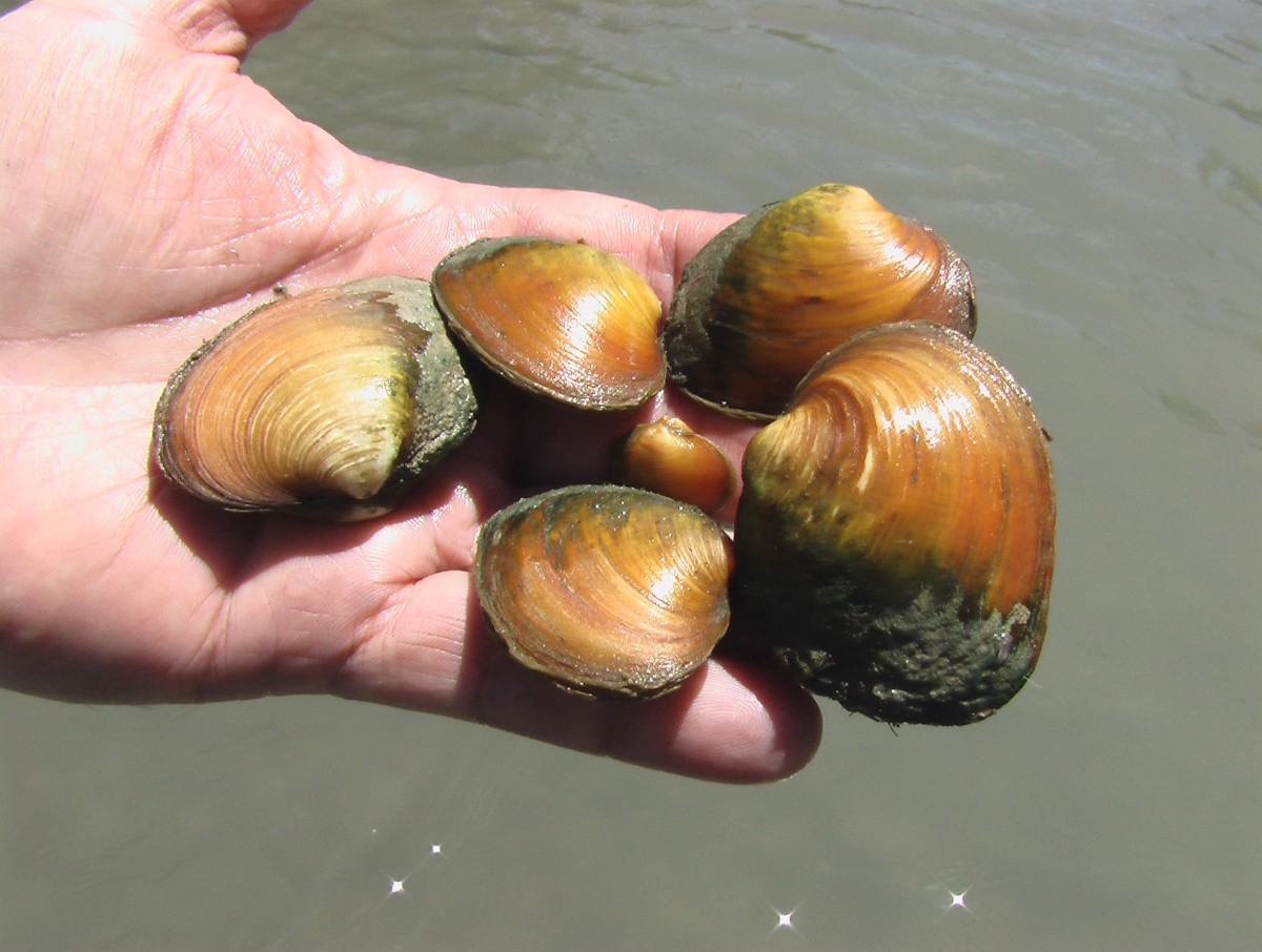 A hand holding five round golden mussels above the water.