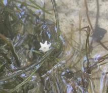 A stringy water weed in shallow water. A six-pointed bulbil rests on the surface of the water.