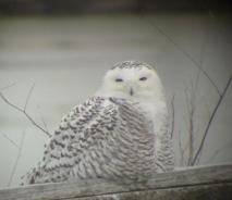 A snowy owl sitting on a log in front of the water.