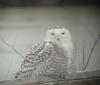 A snowy owl sitting on a log in front of the water.