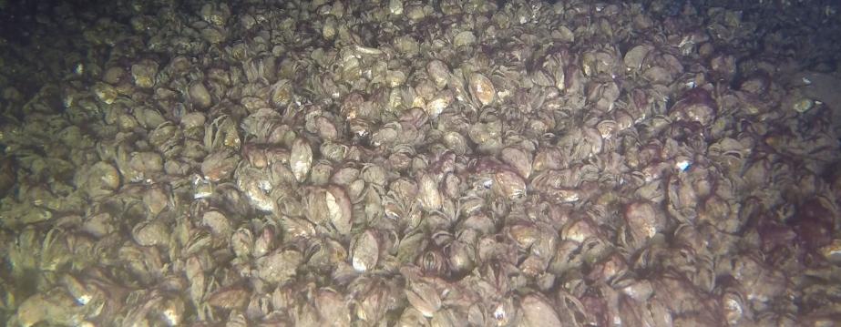 a bed of quagga mussels on the bottom of the lake