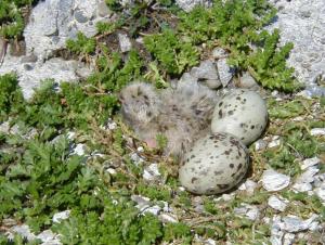 A baby bird with speckled feathers next to two speckled eggs in a rocky nest