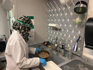 A person wearing a head scarf, lab coat, goggles, and gloves, stands by a sink in a lab with a tray full of mussels.