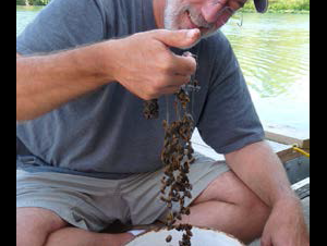a man holding a clump of small mollusks attached together with small strands over a pan