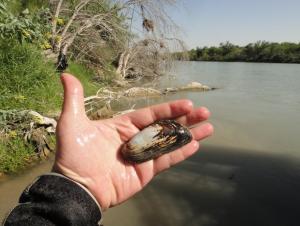 A hand holding up an oval mussel. In the background is the shore of a river.