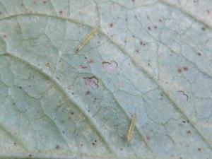 Two very small caterpillars on a leaf. The leaf has lots of little spots and some bigger holes eaten partway through like a window.