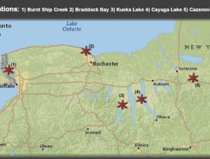 A map of the western part of New York with sampling locations demarcated with six-pointed star shapes. The sites are numbered and match a key that says "Sampling Locations: 1) Burnt Ship Creek 2) Braddock Bay 3) Keuka Lake 4) Cayuga Lake 5) Cazenovia Lake." Burnt Ship Creek is near Buffalo on the Niagara River, Braddock Bay is by Rochester on Lake Ontario, Kueka Lake and Cayuga Lake are both in the Finger Lakes region, and Cazenovia Lake is southeast of Syracuse.