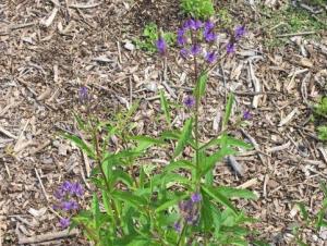 A plant with purple-blue flowers on spikes and long narrow leaves planted in mulch.
